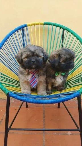 Shihtzu macho - Foto 2