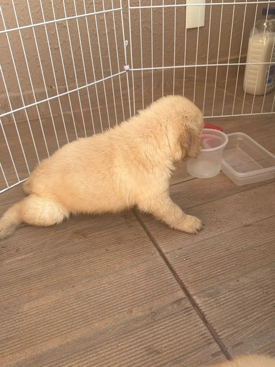 Golden Retrivier  - Foto 5