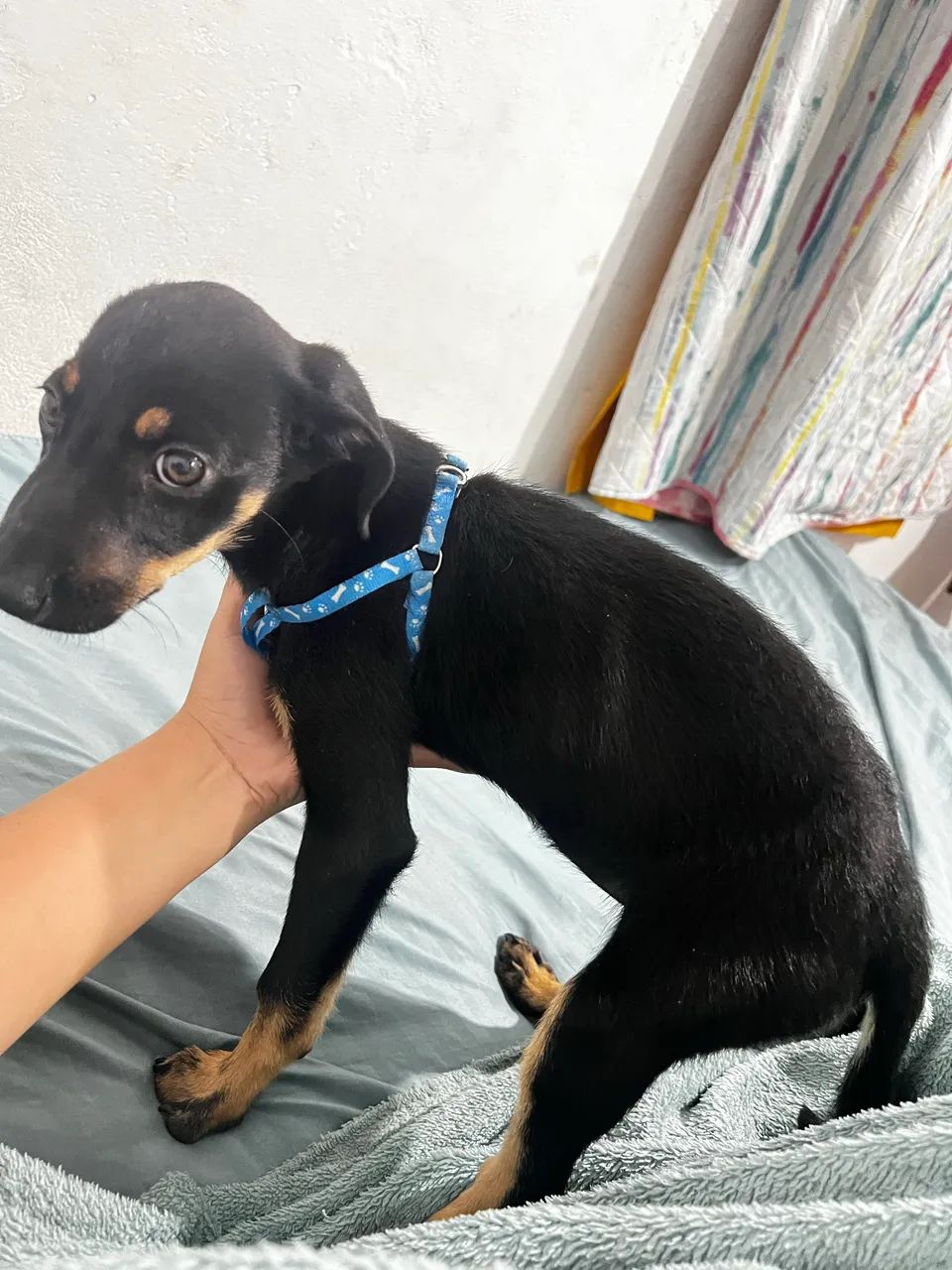 Doando cachorrinha  - Foto 4