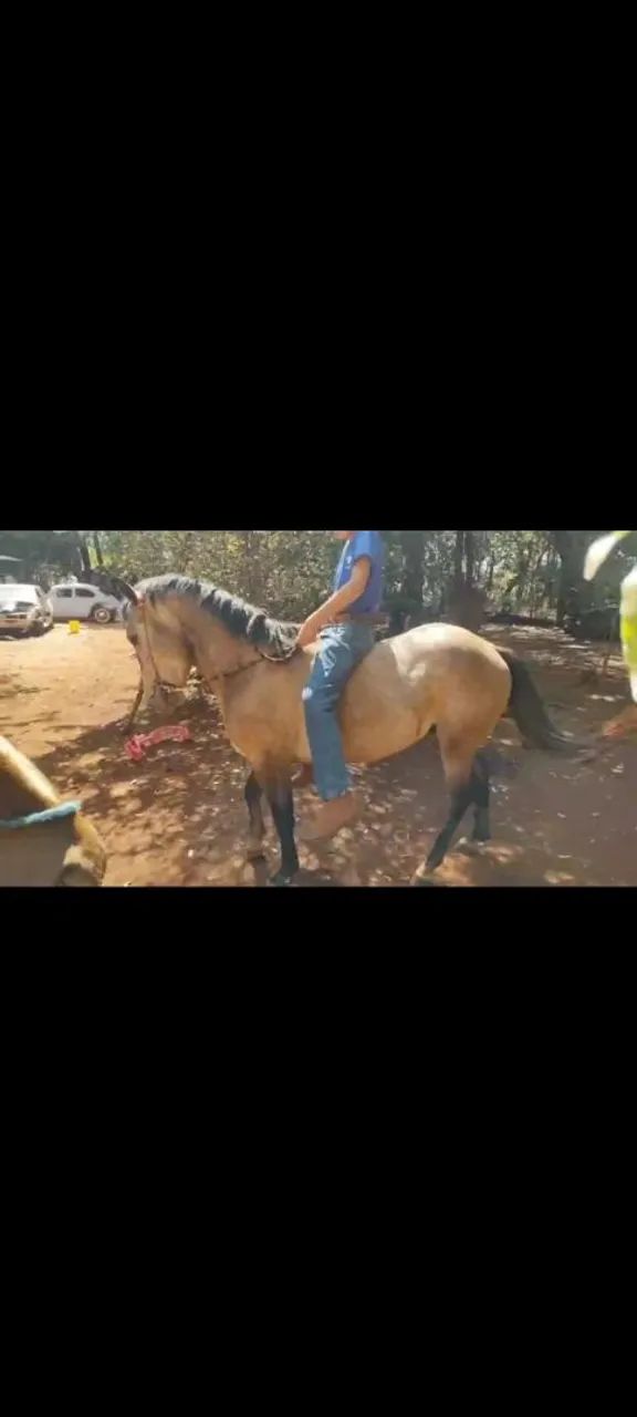 Vendo cavalo QM tordilho  - Foto 2