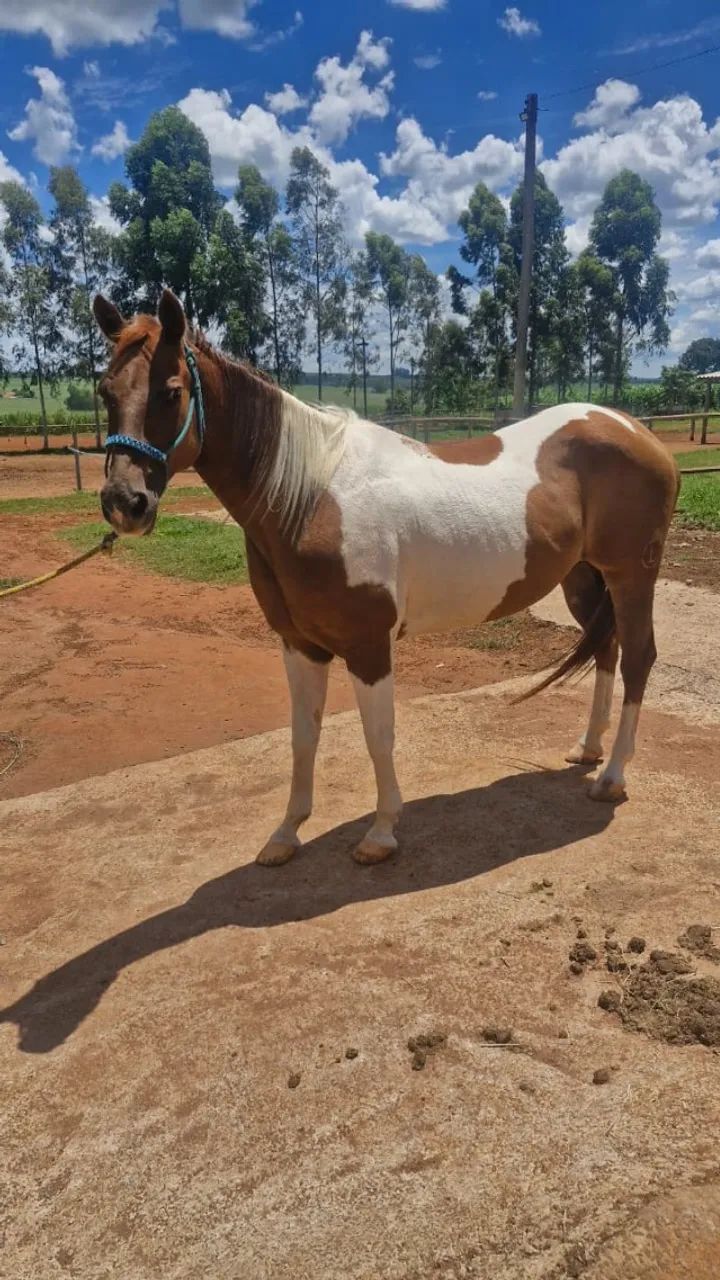 Egua Quarto de Milha para Tambor