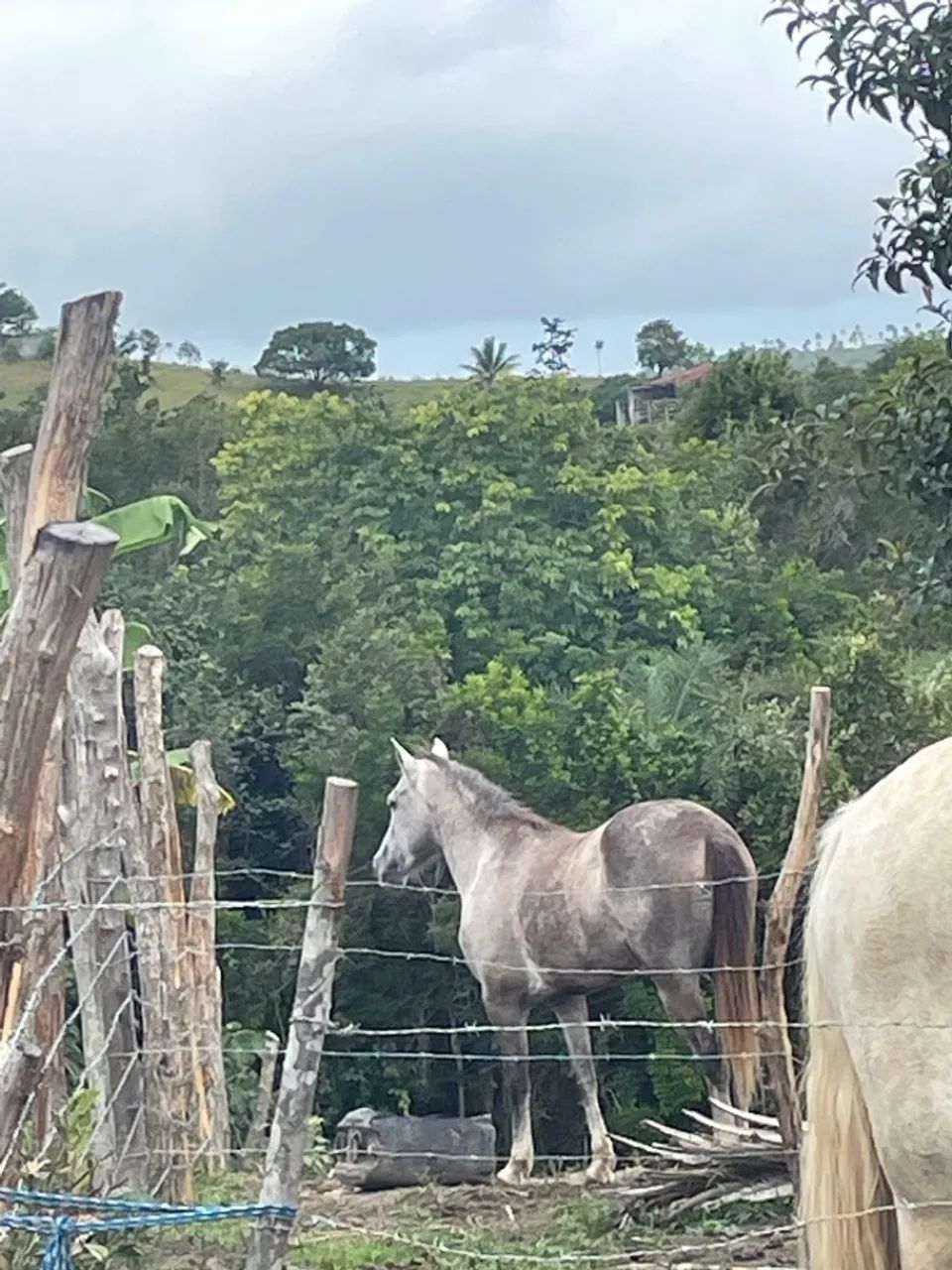Égua a venda  - Foto 2