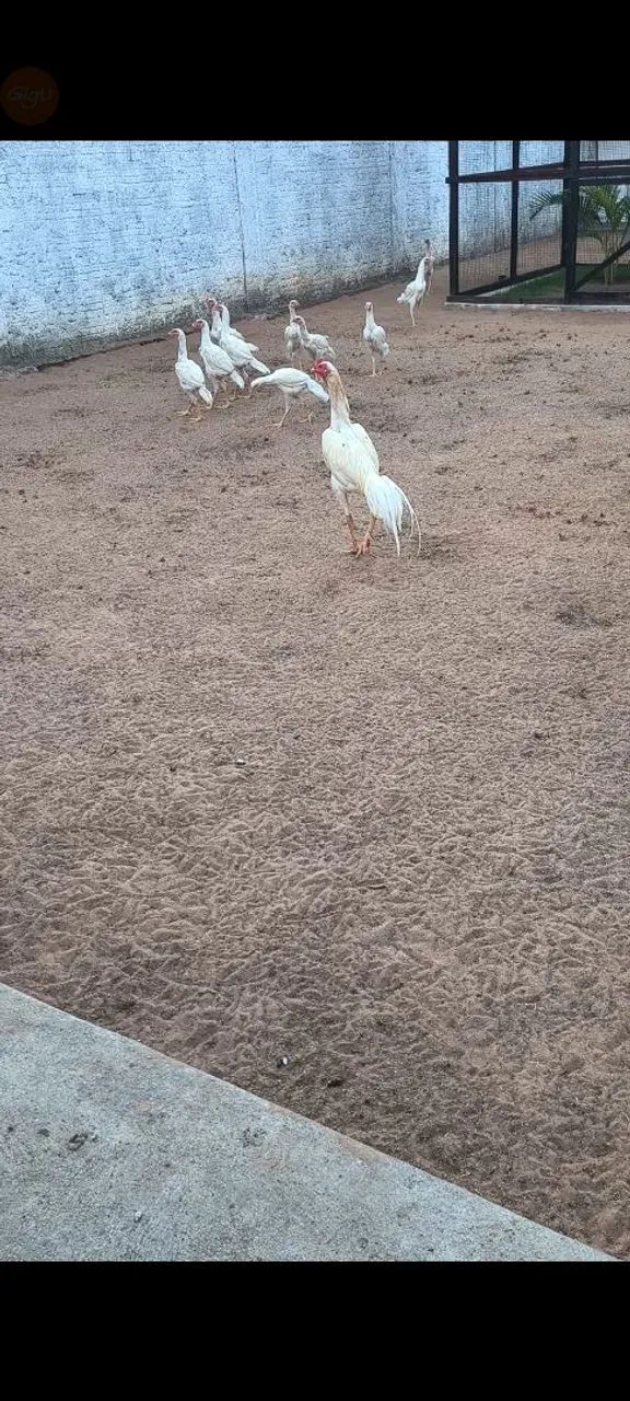 Franguinhos e franguinhas - Foto 2