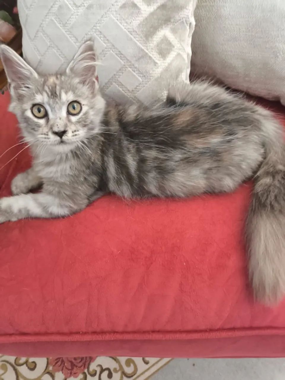 Gato Maine Coon  - Foto 2