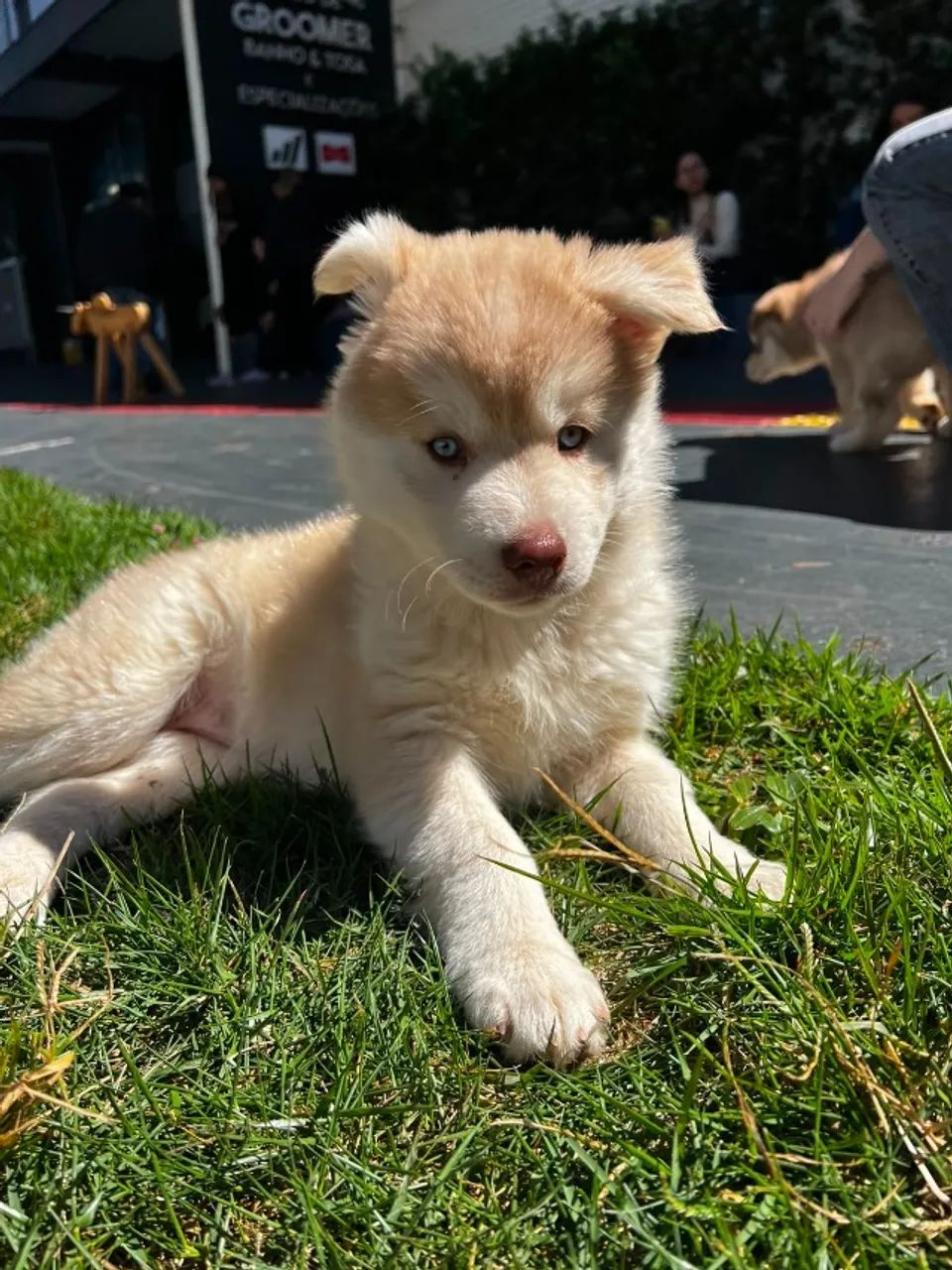 HUSKY SIBERIANO MACHO - Foto 4