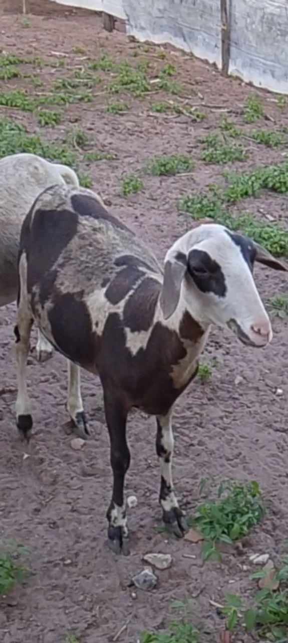 Marrans de ovelhas 