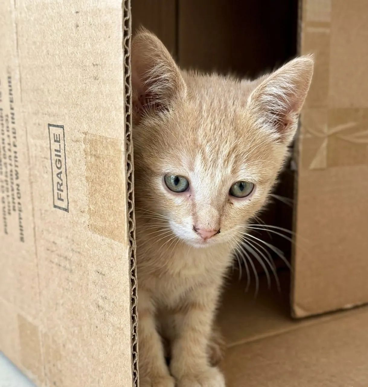 Gatinho Laranja Filhote Macho para adoção - Rio de Janeiro RJ
