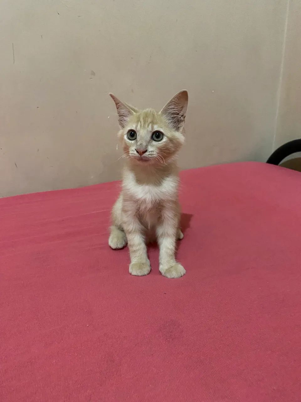 Gatinho lindo para adoção 