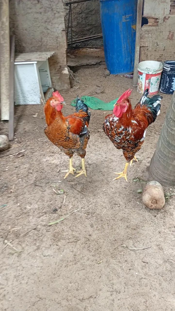 Frango da raça balão