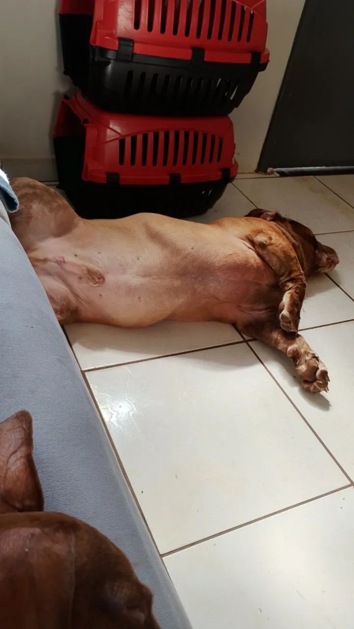 Doa-se pet macho - Foto 4