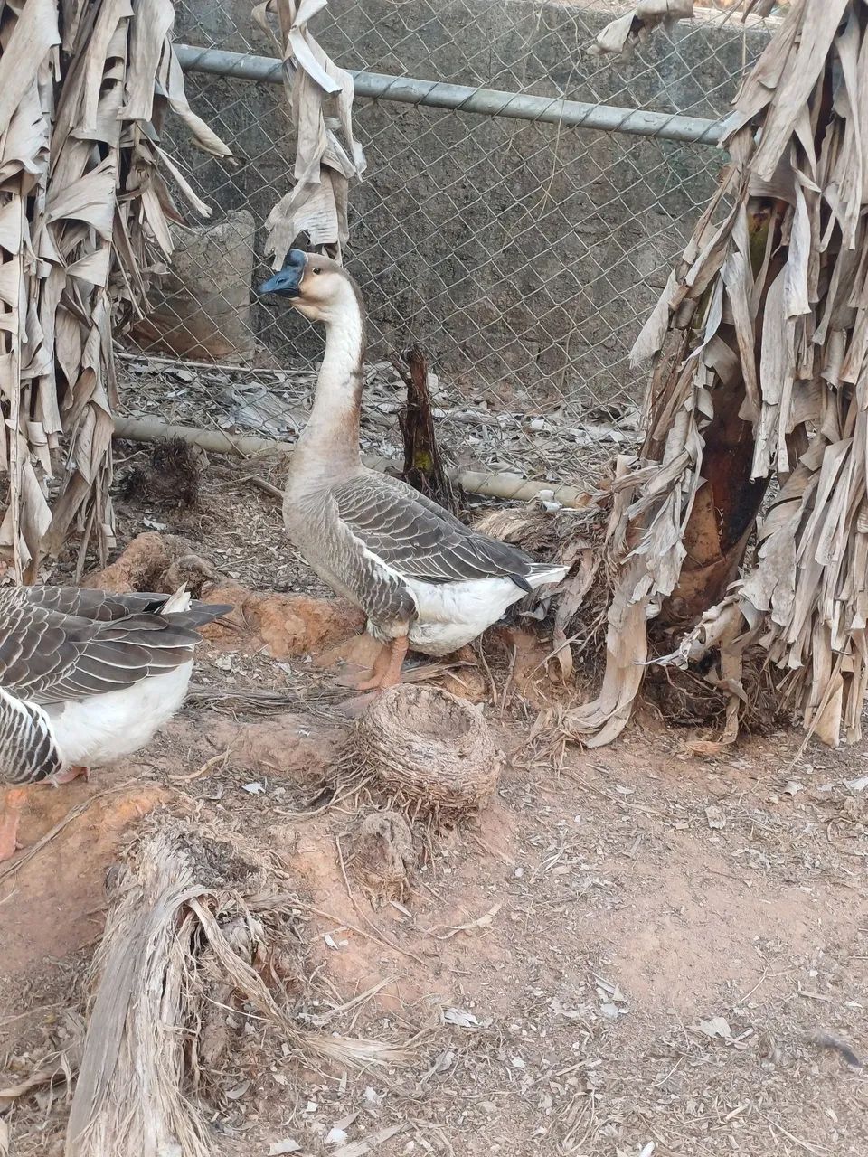 Vendo uma gansa Africana