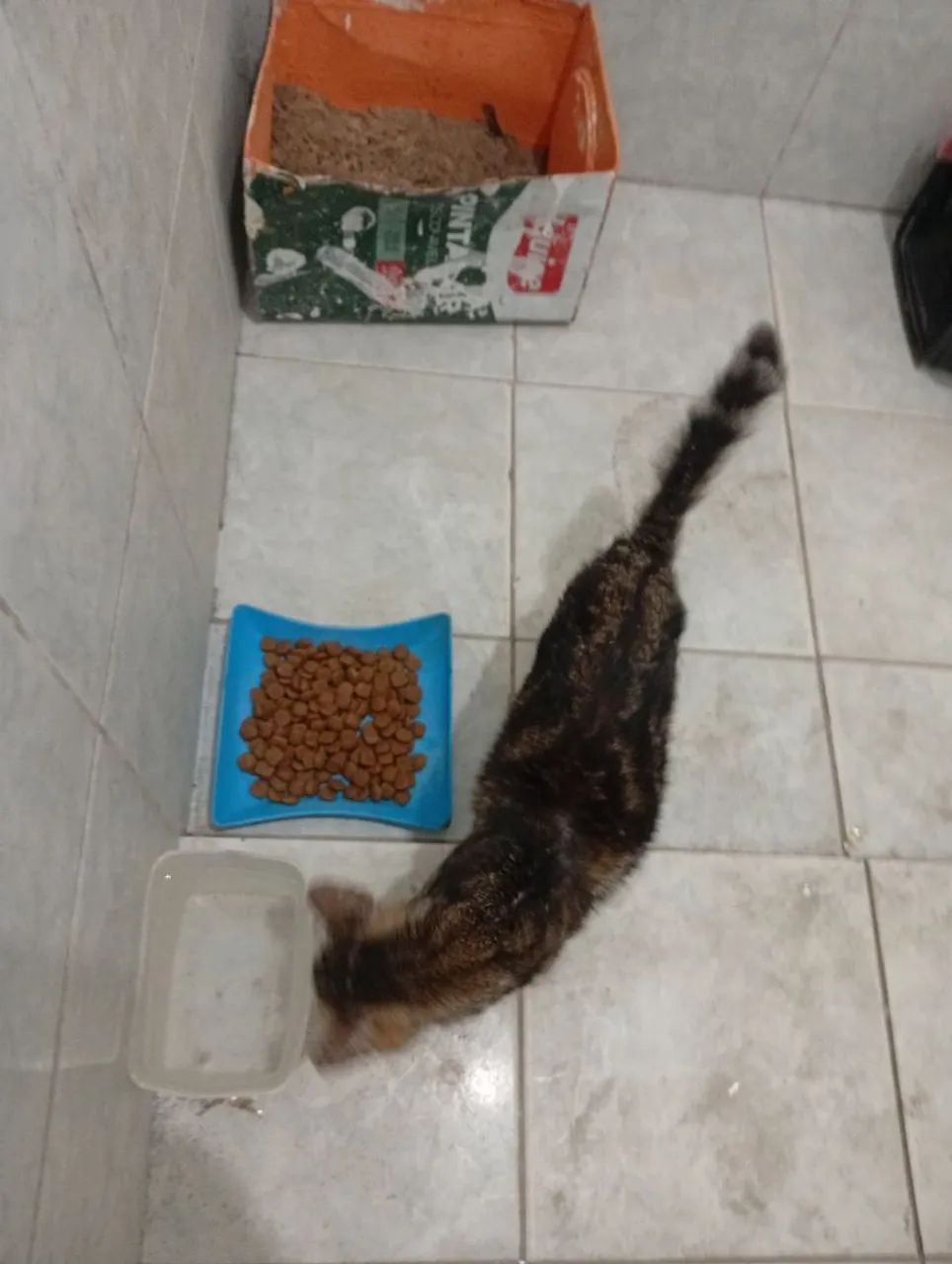 Gata para doação, aparenta ser nova ainda  - Foto 5