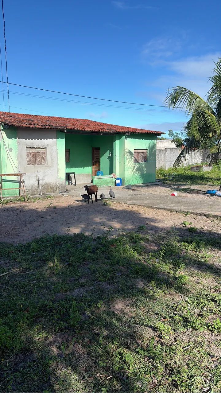 Granja no pium  - Foto 3