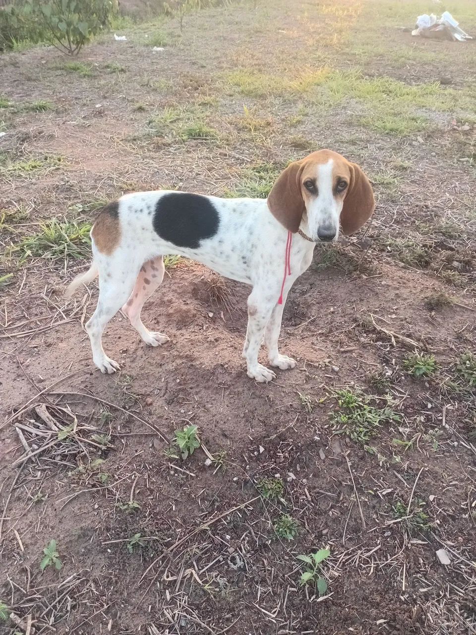 Vendo cachorra americana 