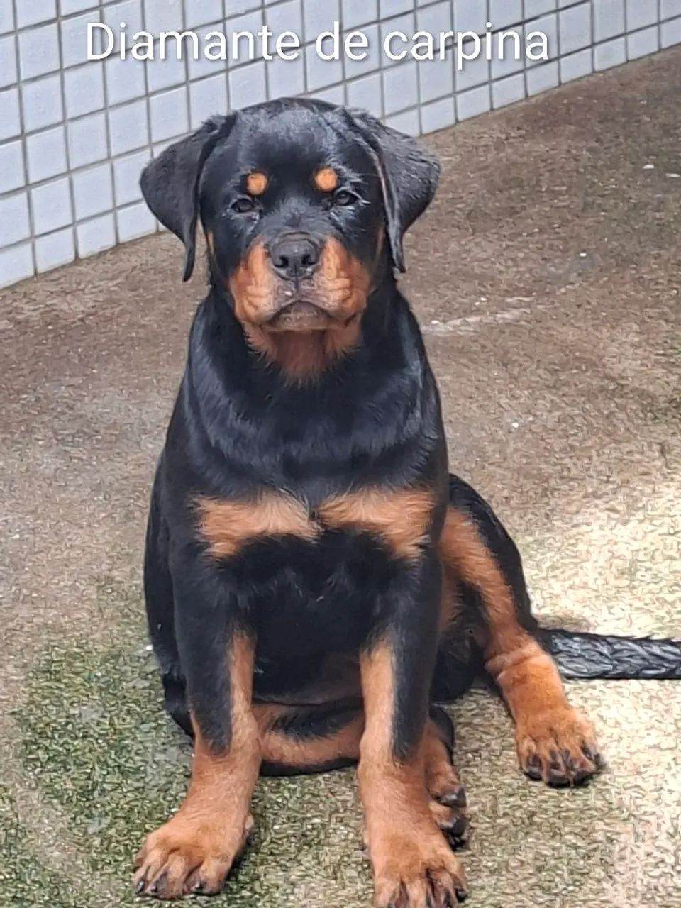rottweiler  - Foto 5
