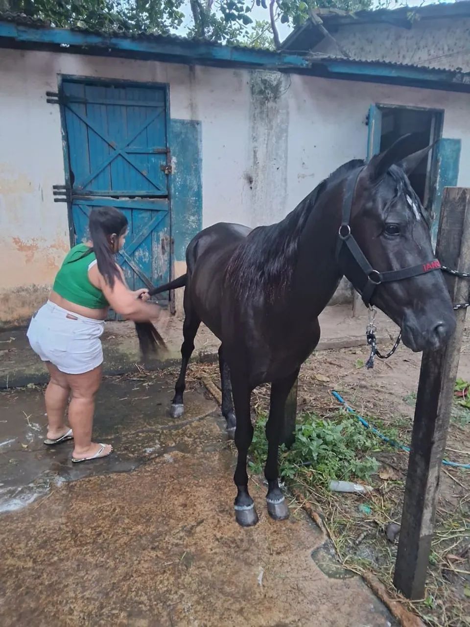 Potro Mangalarga Machador  - Foto 3