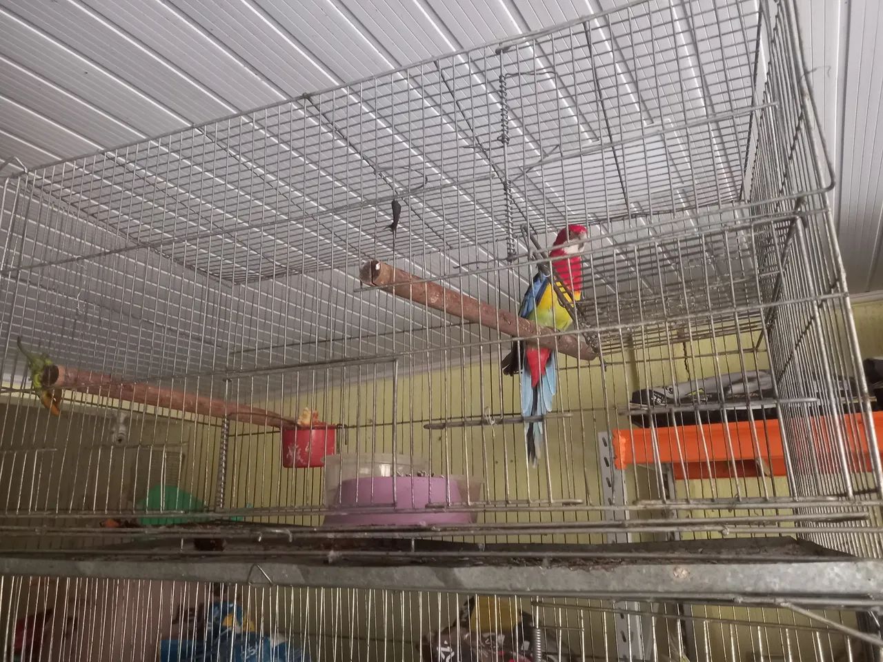 Rosella Cage