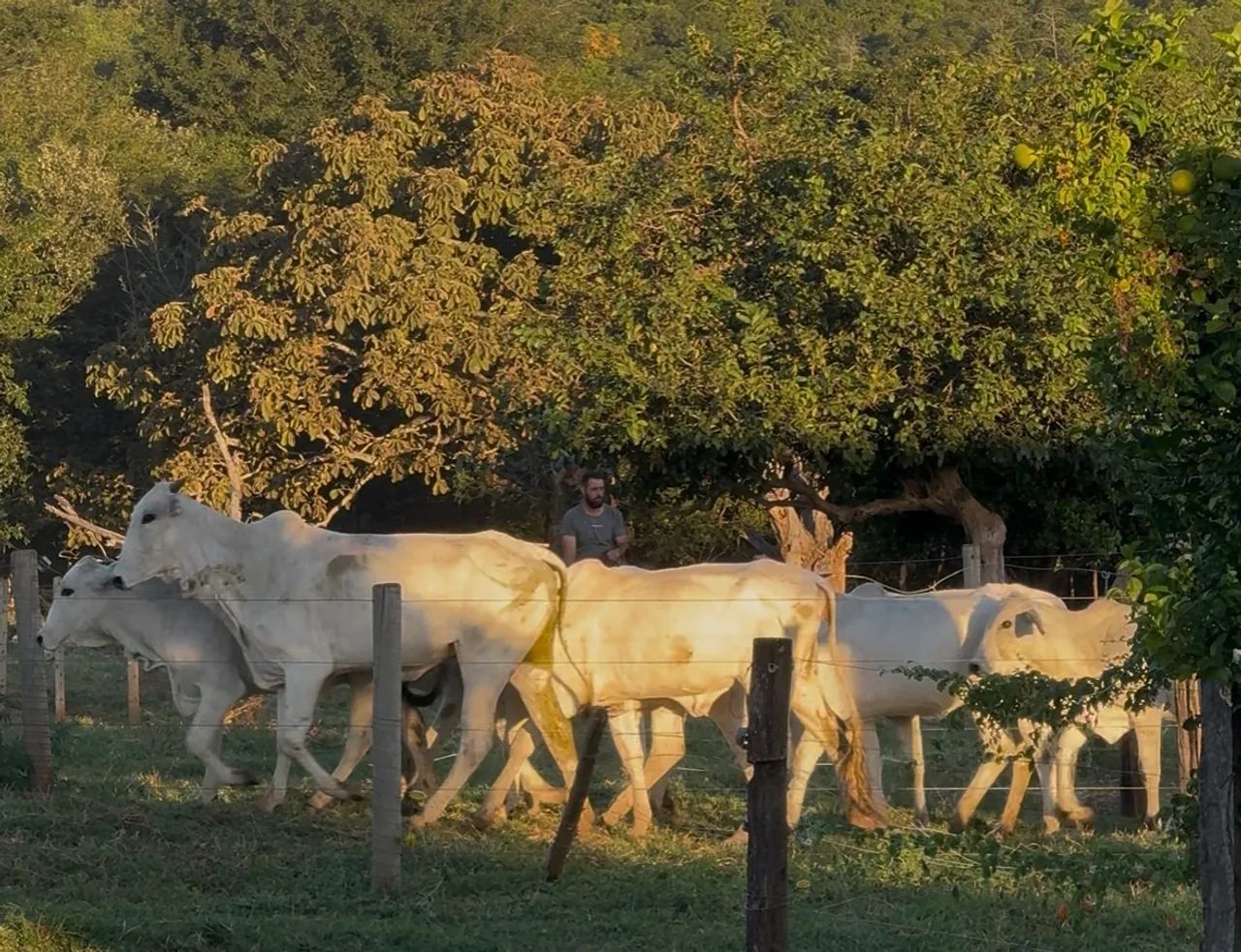 12 NOVILHAS NELORE GADO - Foto 3