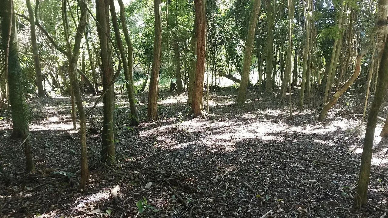 Terreno em Piedade - Foto 5