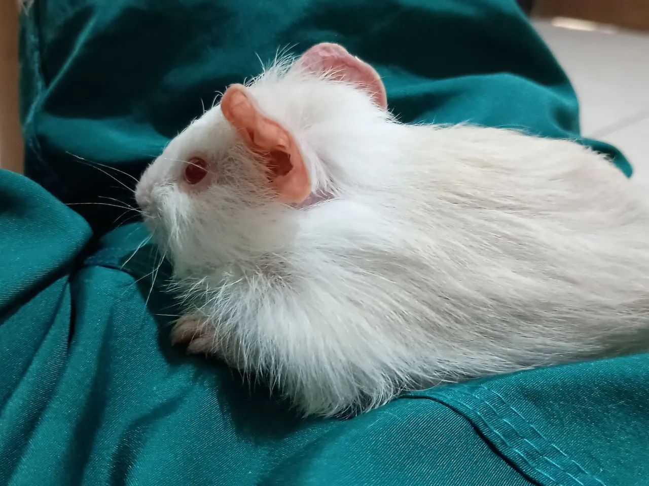 Porquinho da índia  - Foto 2