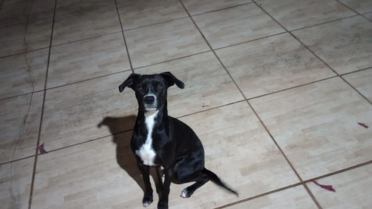 Cachorro para Adoção!