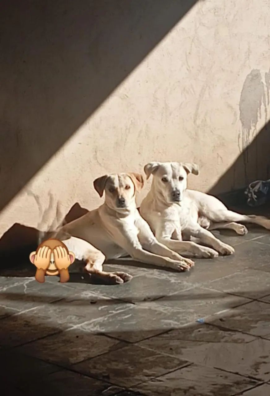 Vendo lindos filhotes de labradores puros - Foto 3