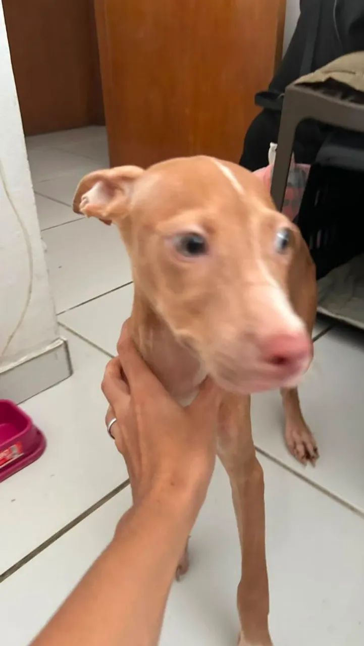 Cachorro  - Foto 2