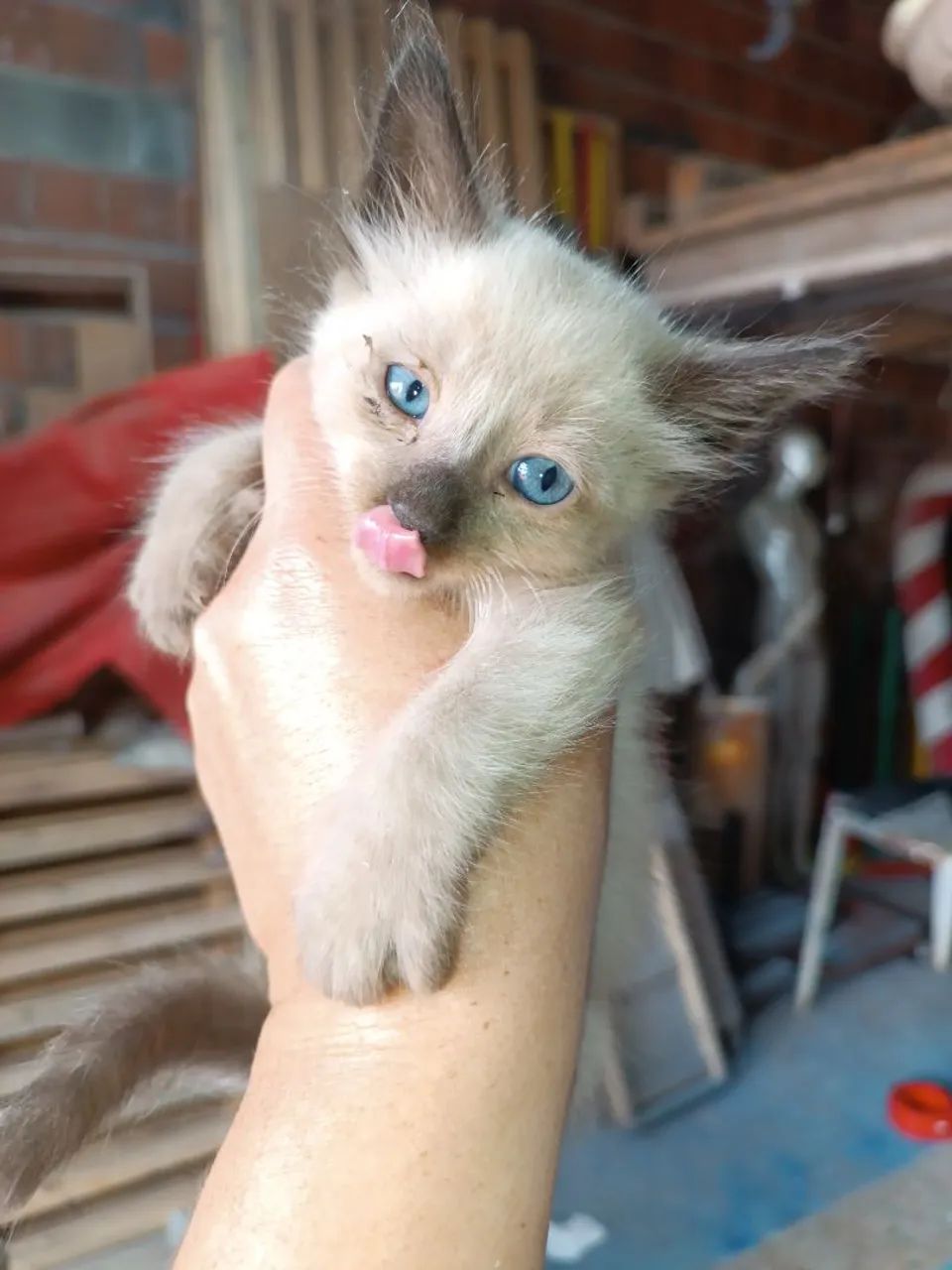 Adote um Gatinho e ganhei 1 caminha e 1 saco de ração p.