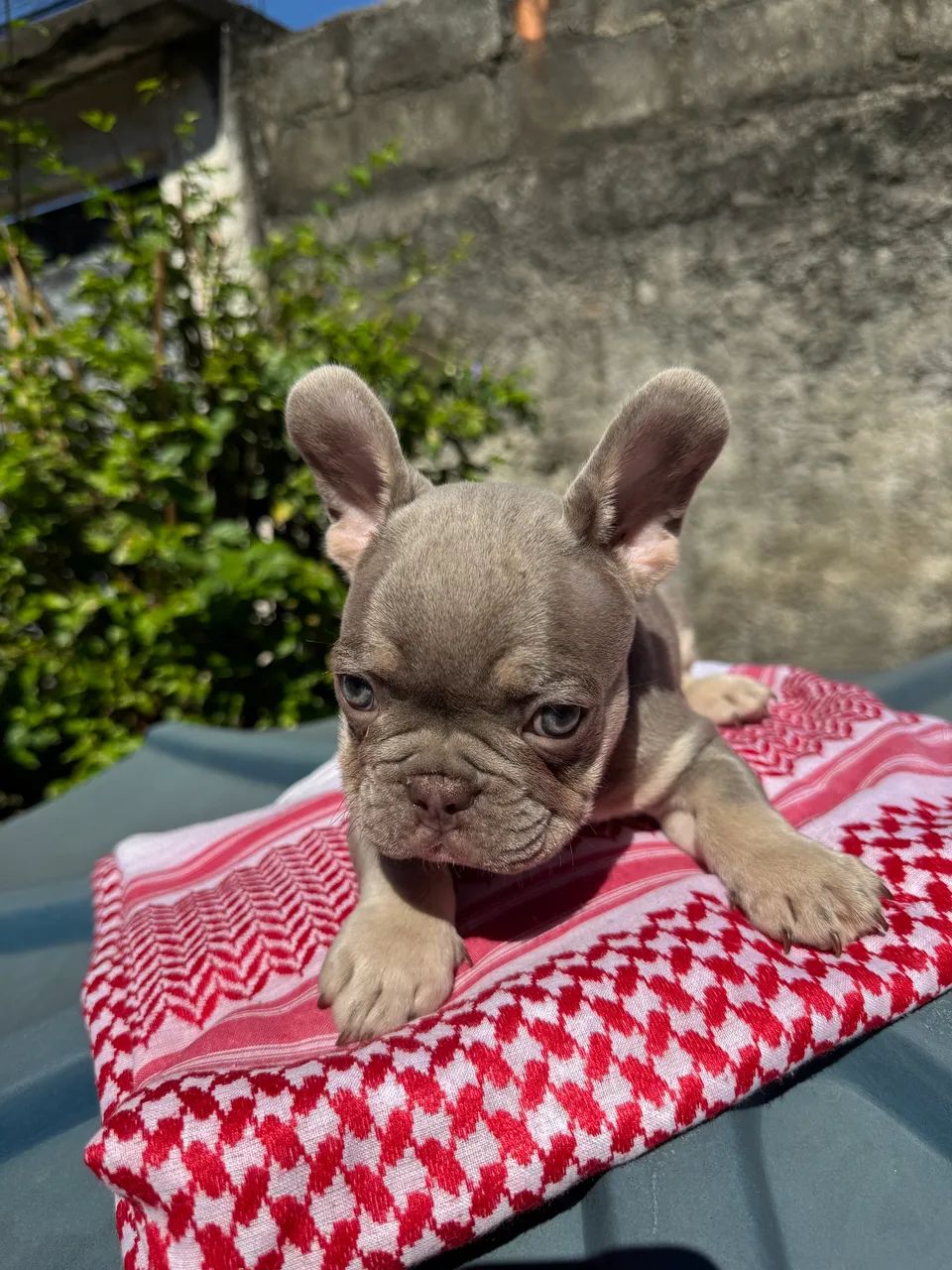 Bulldog Francês - Foto 3
