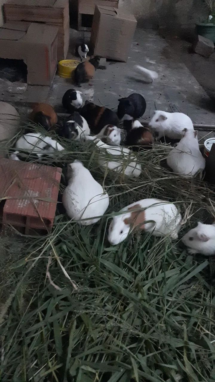 Porquinhos da Índia - Foto 5