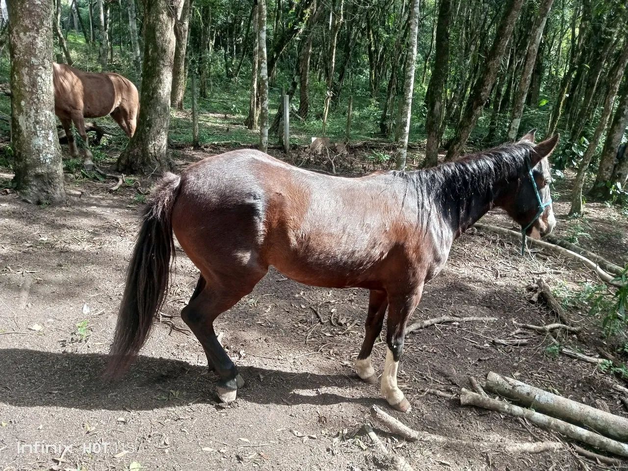 Vendo ou troco égua de 5 anos  - Foto 3