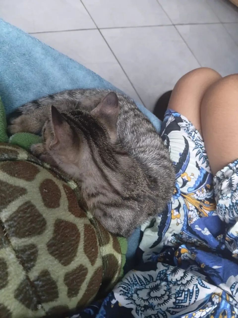 Gatos Para Doação