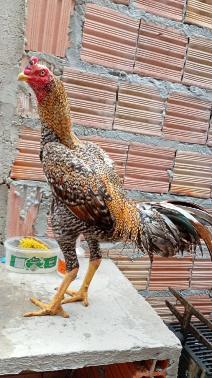Frango carioca  - Foto 2