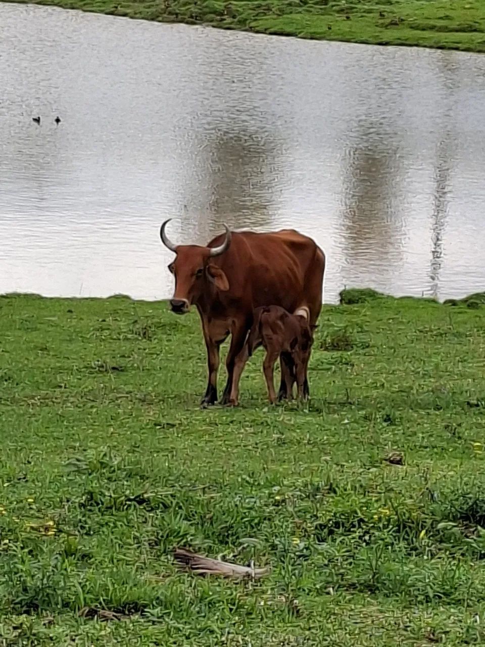 Vaca para leite com terneira - Foto 3
