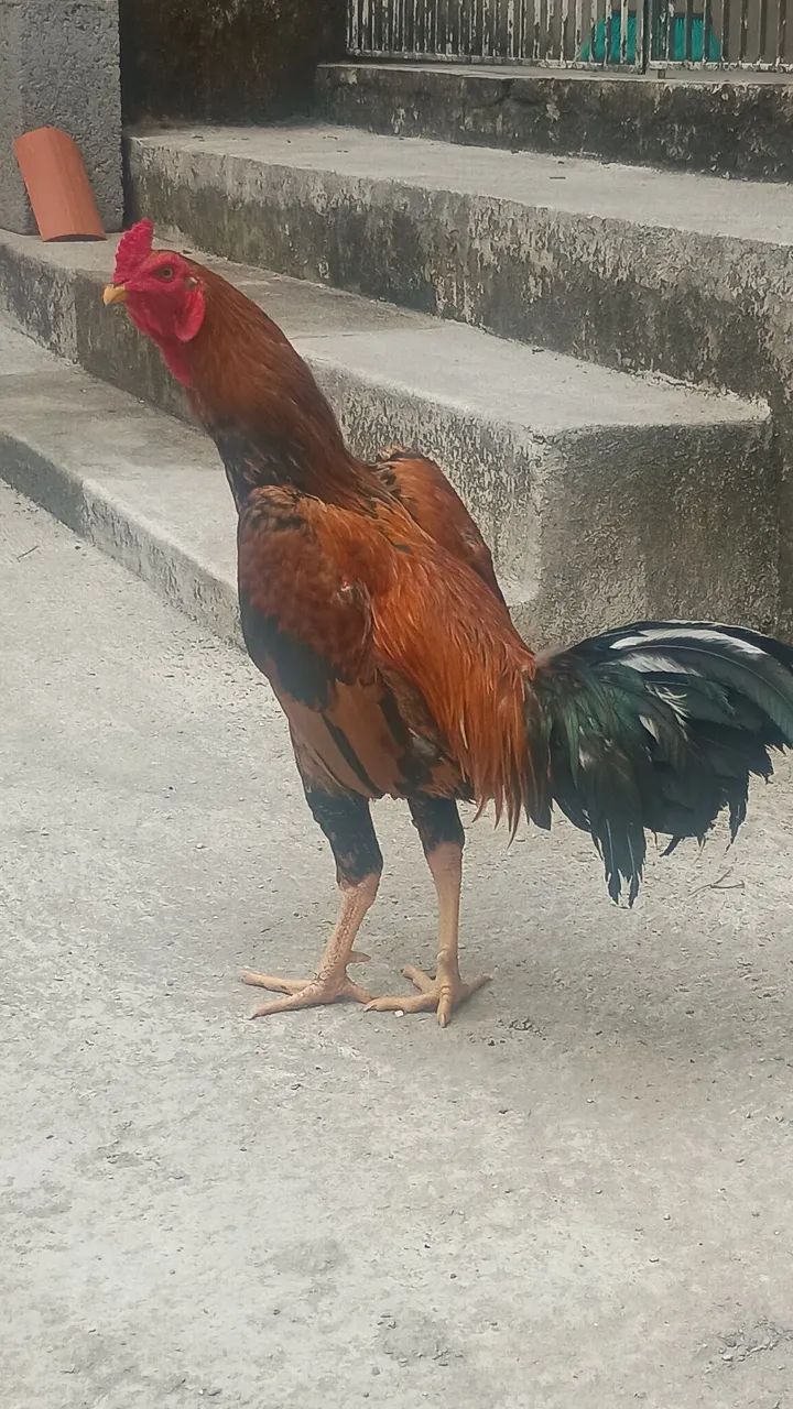 Galo coca muito lindo 