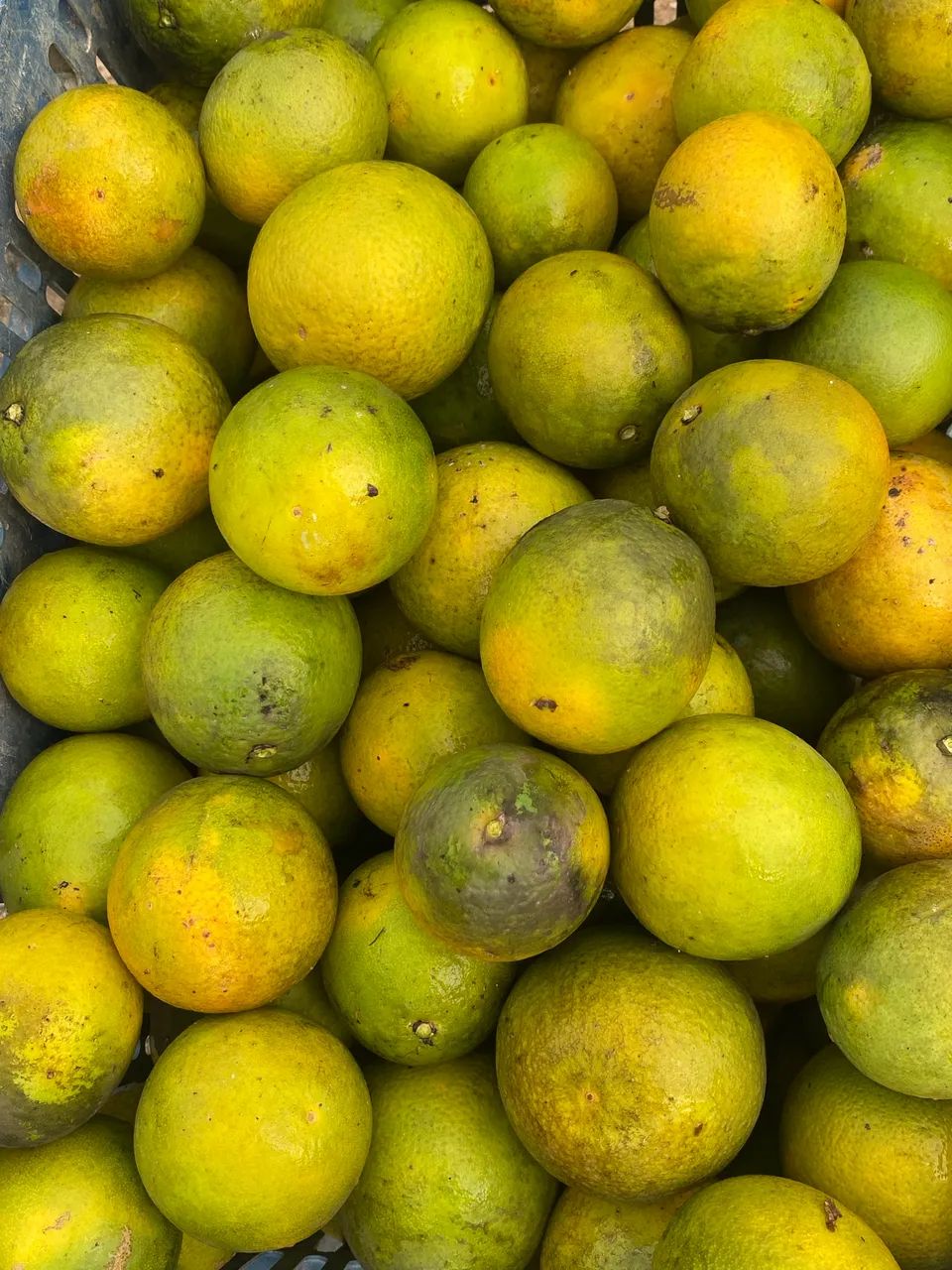 Caixas de Laranja Pera-mel - Foto 2