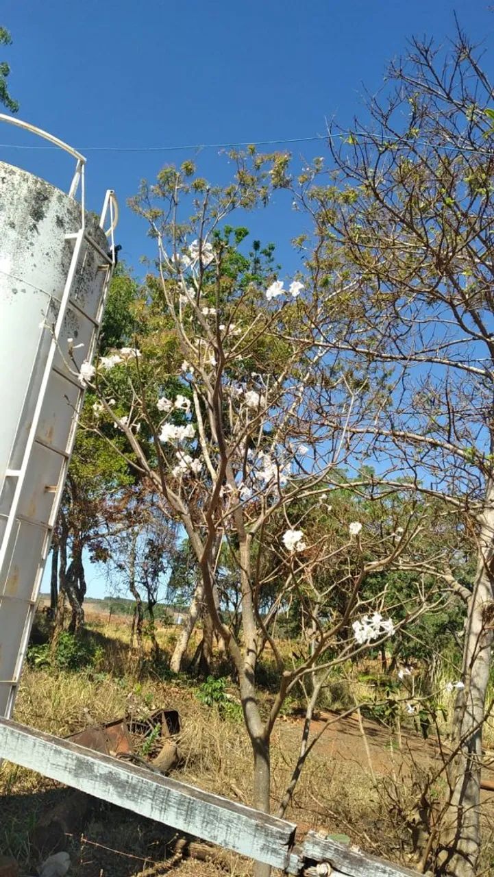 Chácara 6,52 ha com casa perto de Presidente Olegário - Foto 5