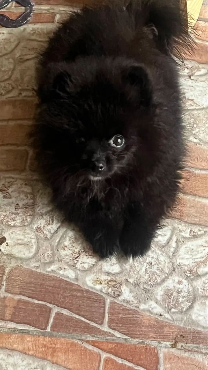 Macho 2 meses splitz ursinho 