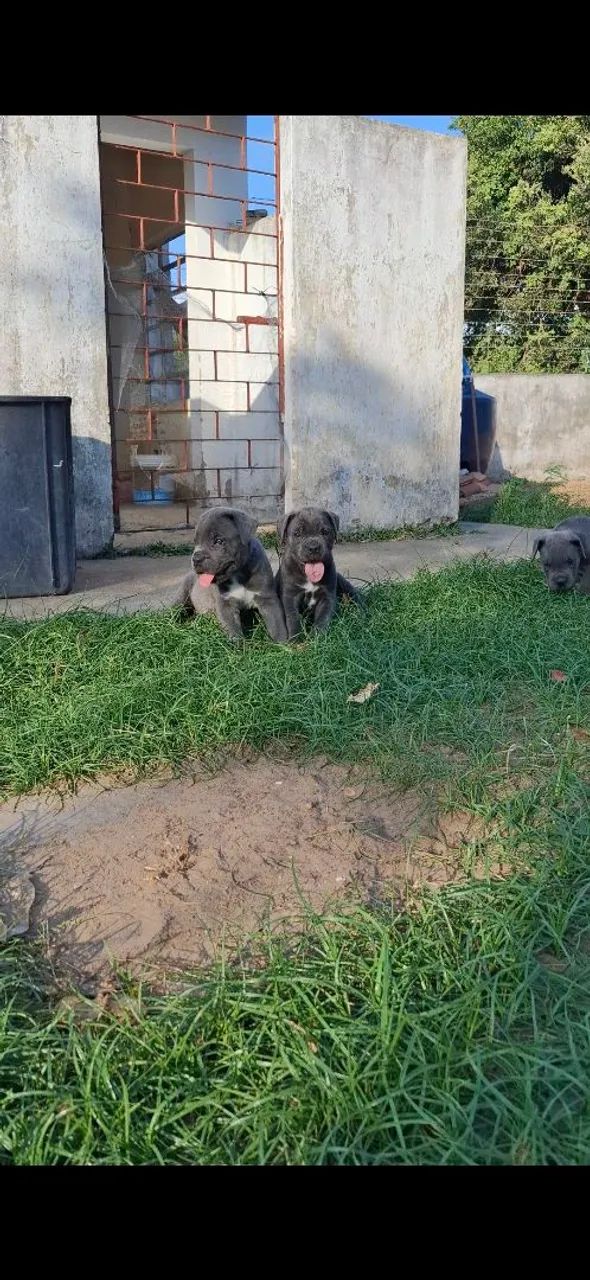 Cane Corso - Filhotes - Foto 3