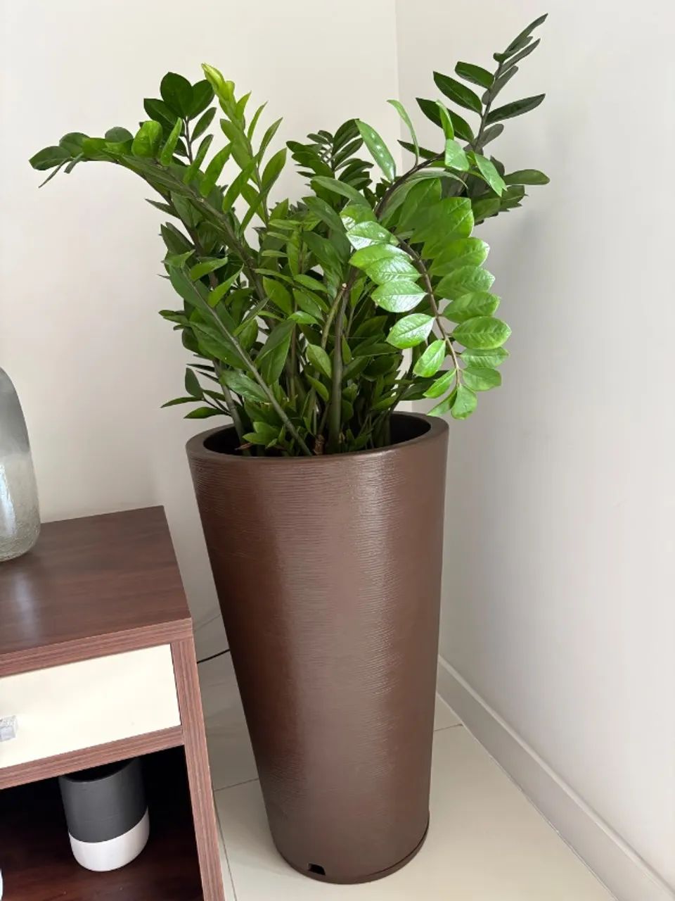 Vaso com Zamioculca - Foto 2