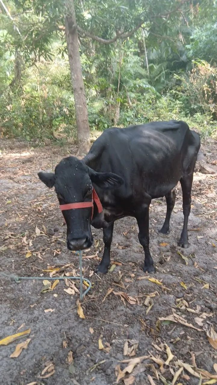 Vendo essas vacas  - Foto 3