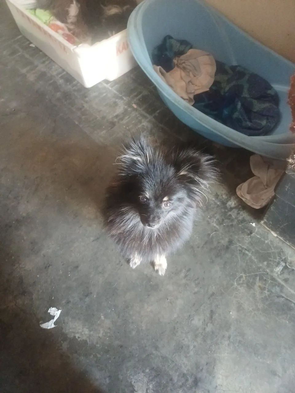 Animais de estimação 