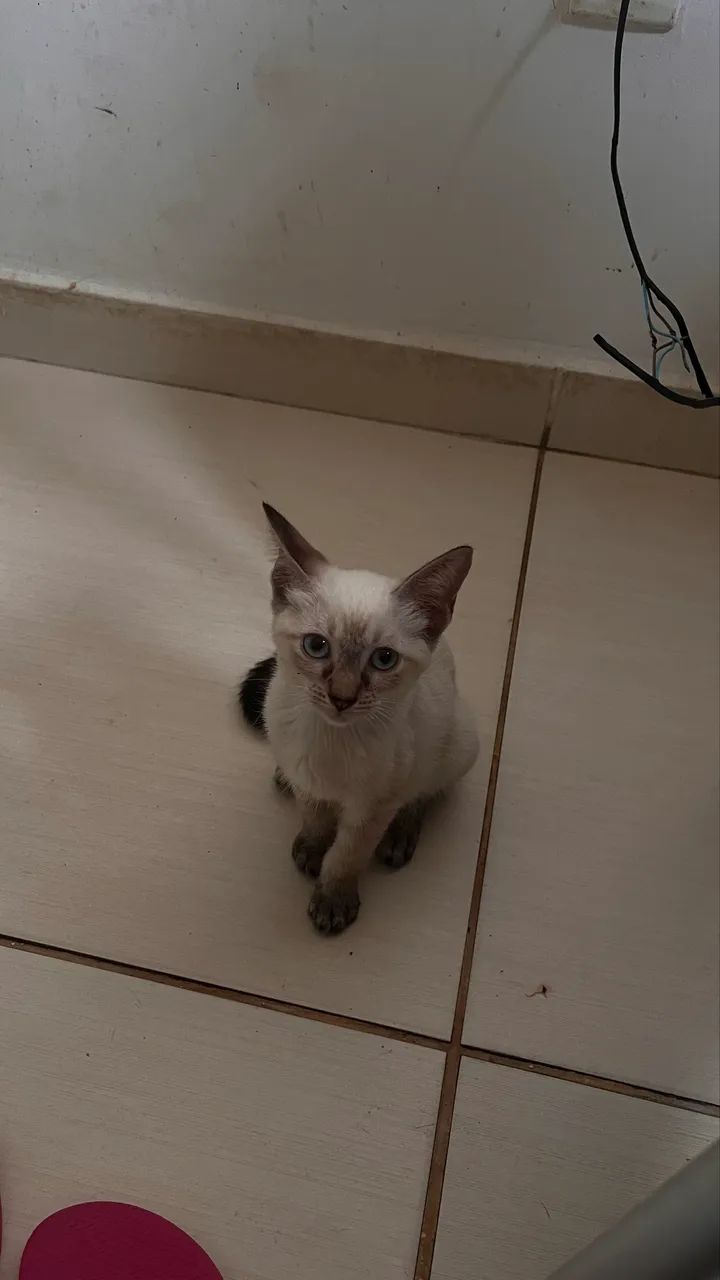 Adoção responsável  - Foto 5