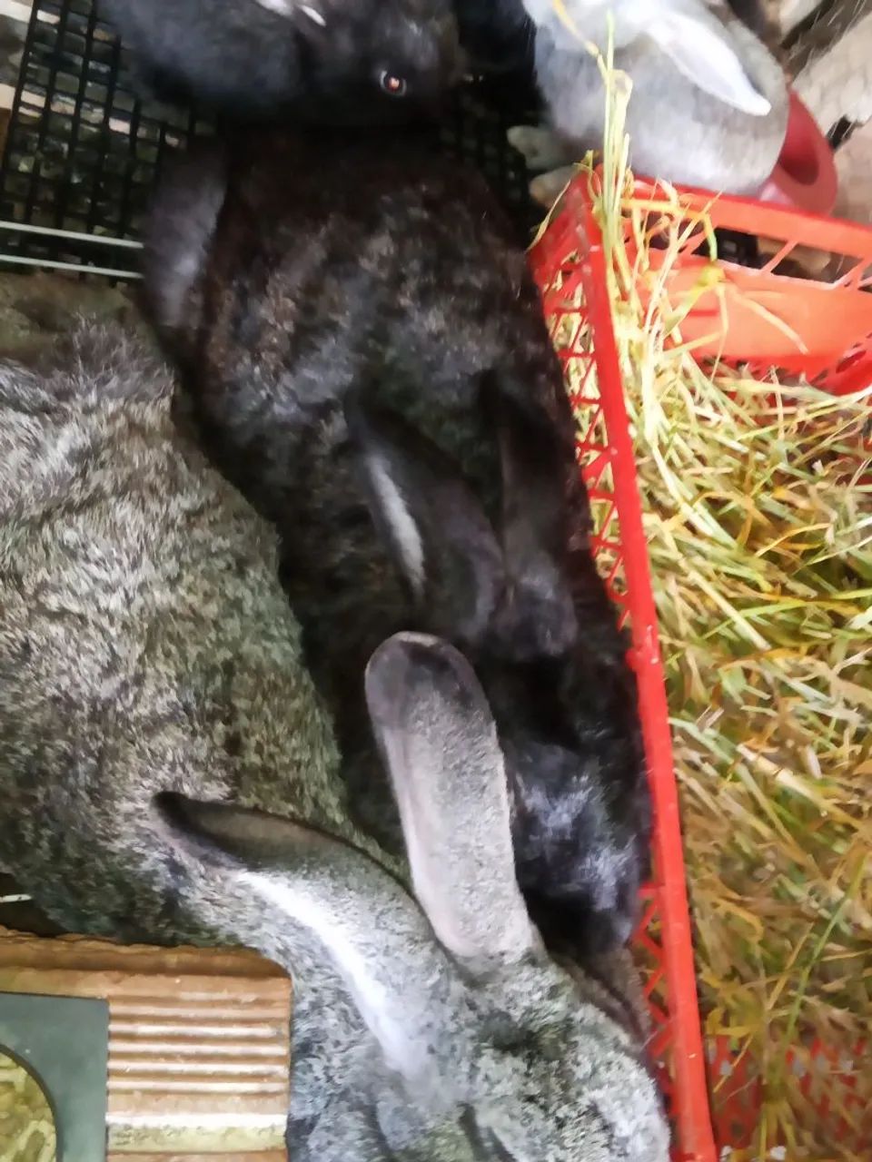 Filhotes de coelho gigante de flander muito bom para carne para pet - Foto 5