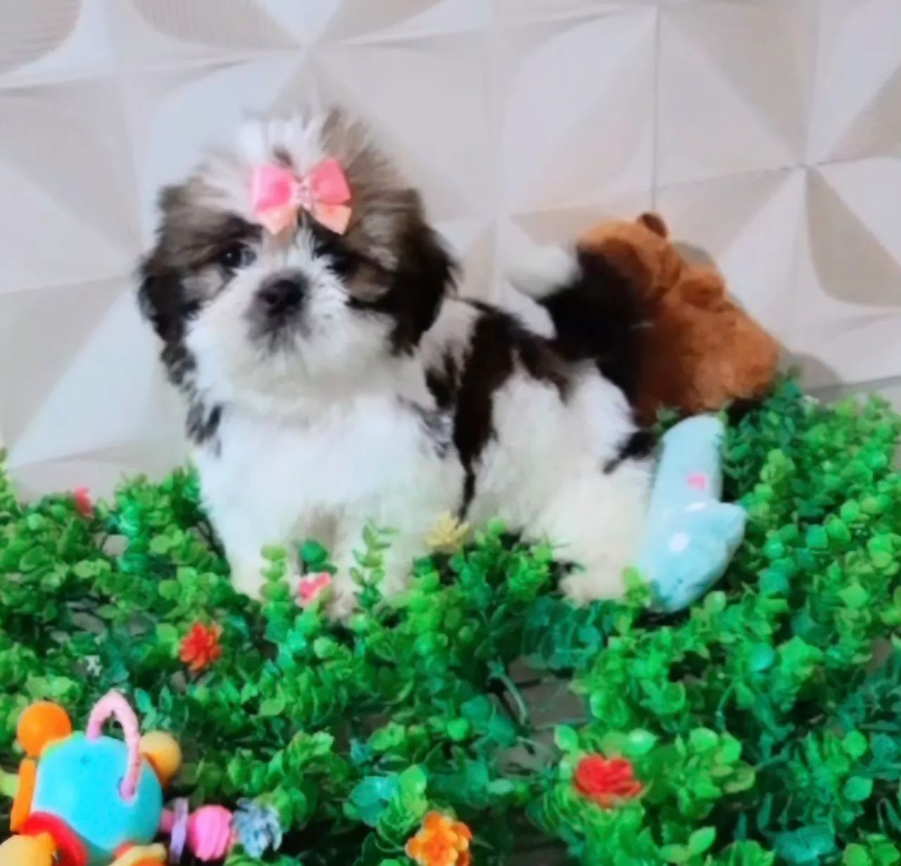 Shihtzu  - Foto 2