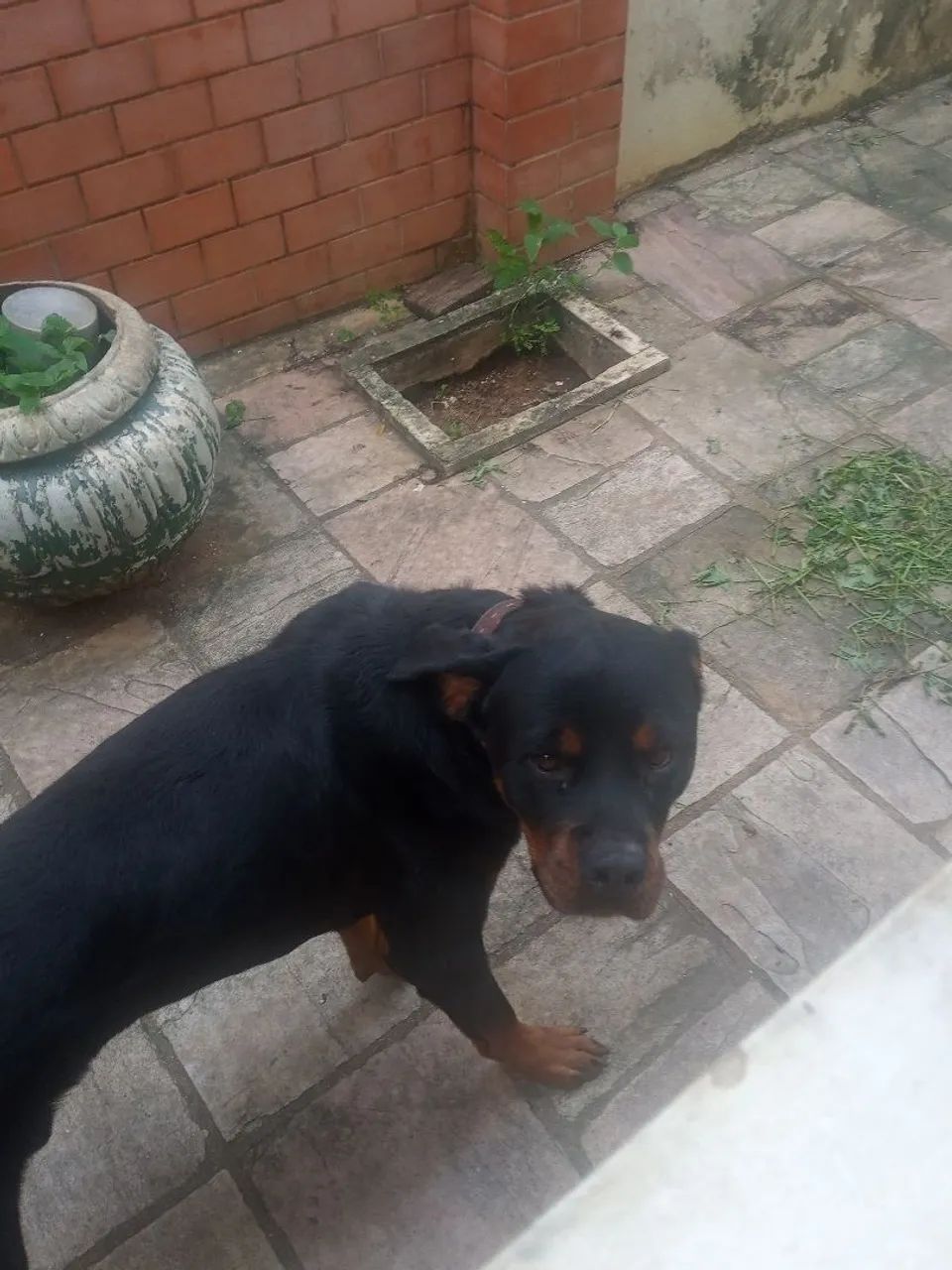 Cão rotweiller