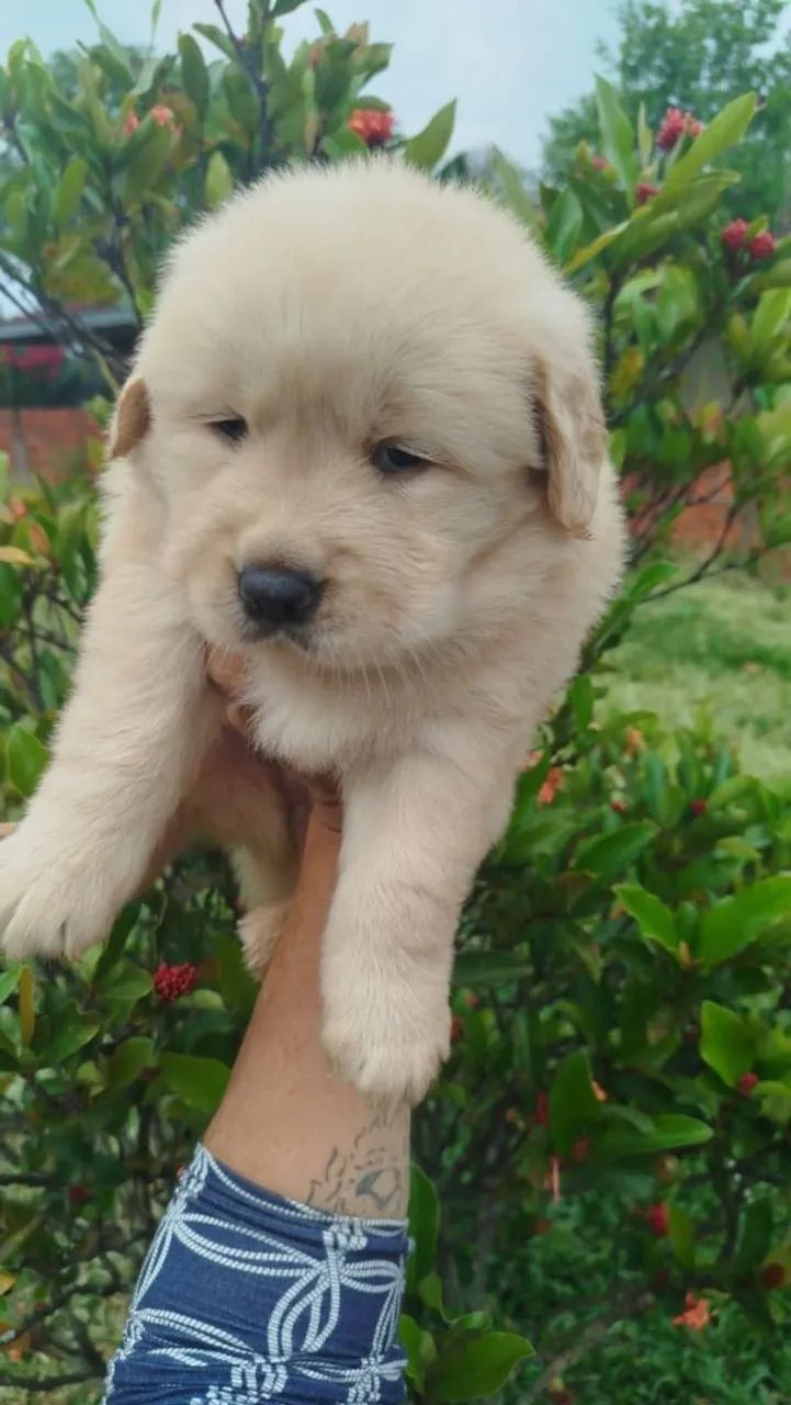 Golden Retriever 