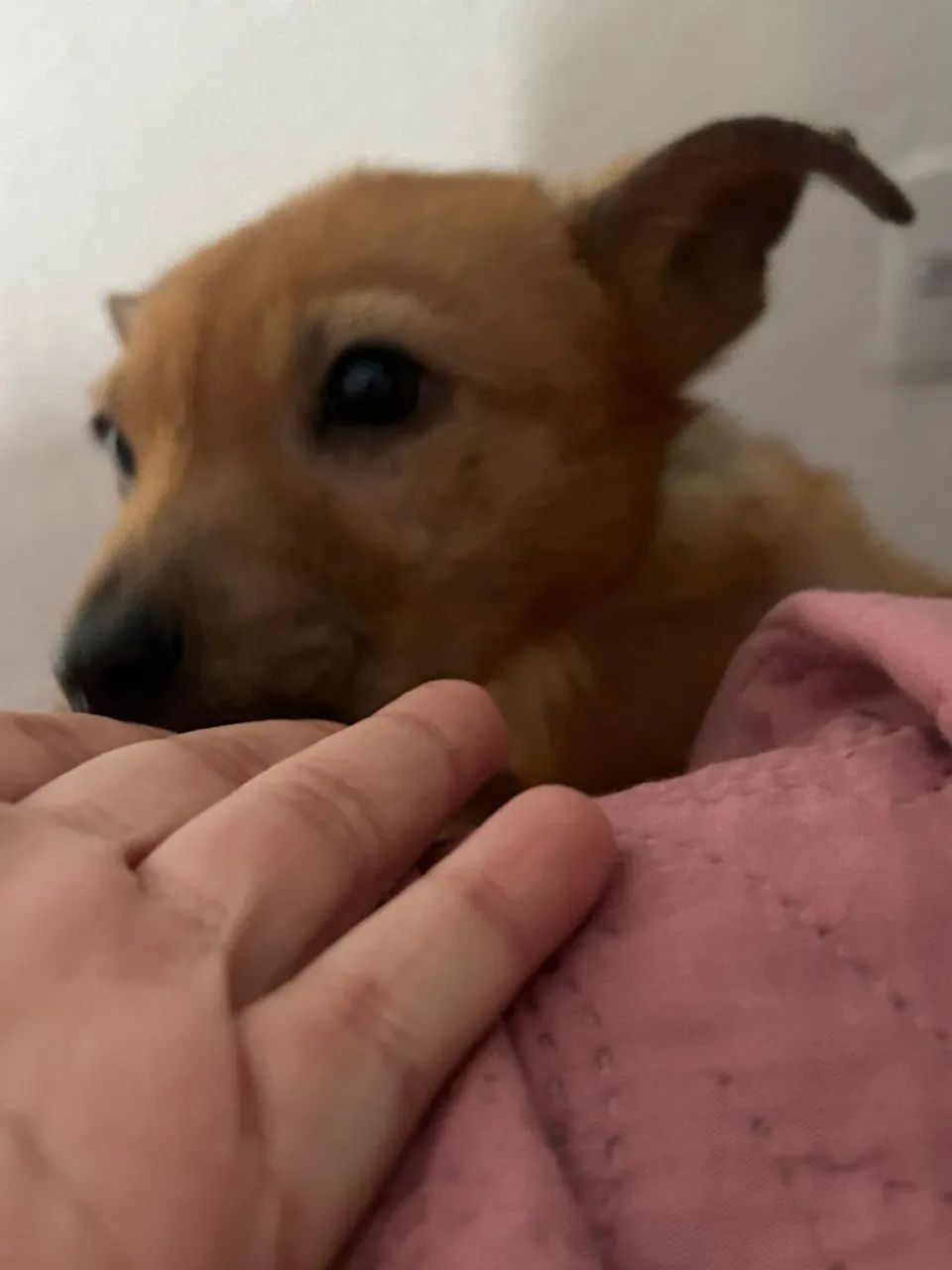 ? ADOÇÃO RESPONSÁVEL  - Foto 3
