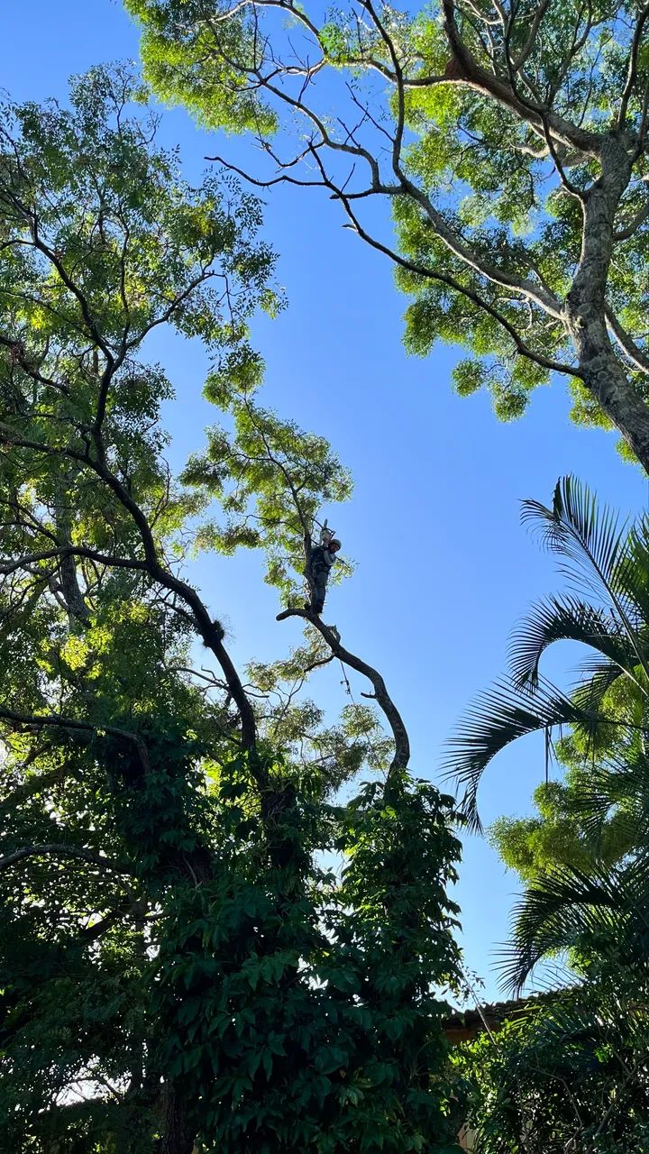 Poda e corte de árvores árvore perigosa podador retirada de árvores  - Foto 5