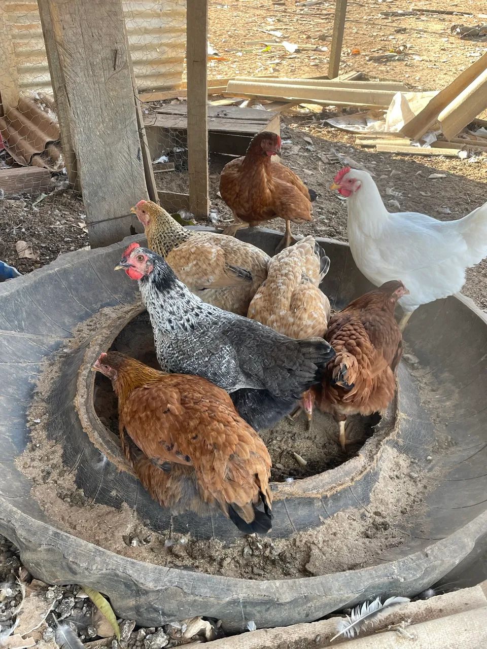 Galinhas caipira 